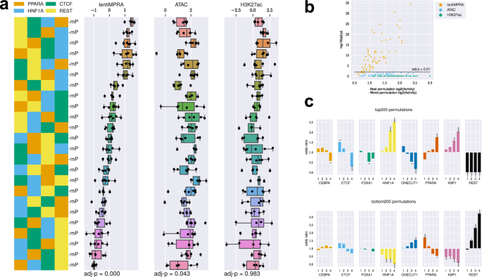 Fig. 4: TF motif order affects enhancer activity.