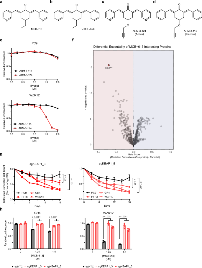 Fig. 2: High-throughput assays interrogate the MCB-613 mechanism of action and implicate KEAP1.