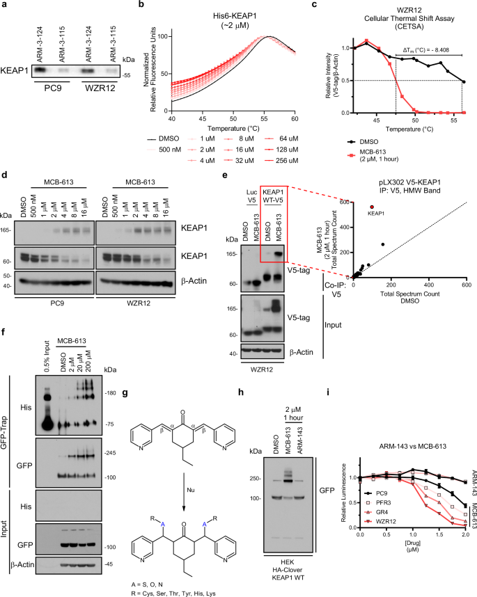 Fig. 3: MCB-613 binds KEAP1 to form covalent dimers.
