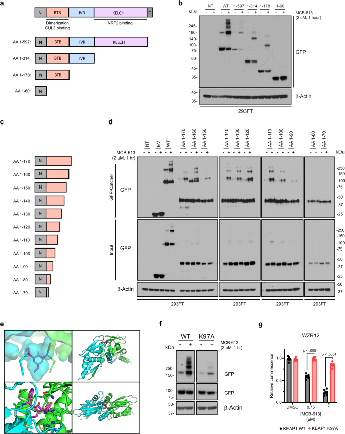 Fig. 4: MCB-613 and KEAP1 form a molecular bridge requiring Lys97.