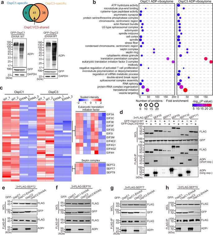 Fig. 1: High-throughput ADP-ribosylome profiling identifies septins as host targets of OspC effectors.