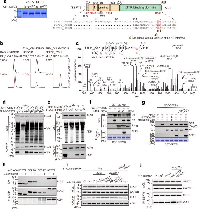 Fig. 2: OspC3 induces ADP-riboxanation of SEPT9 on multiple arginine residues.