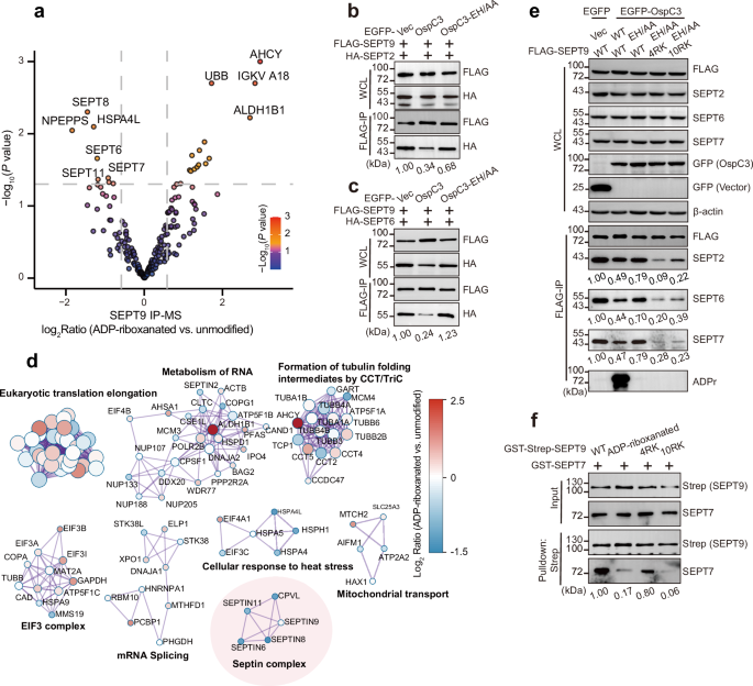 Fig. 3: OspC-mediated ADP-riboxanation destabilizes the septin complex.
