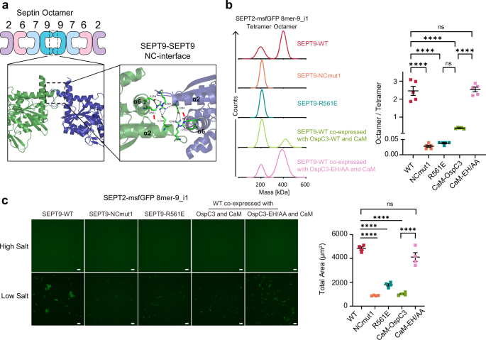 Fig. 4: OspC-mediated ADP-riboxanation of SEPT9 Arg561 destabilizes septin octamers.