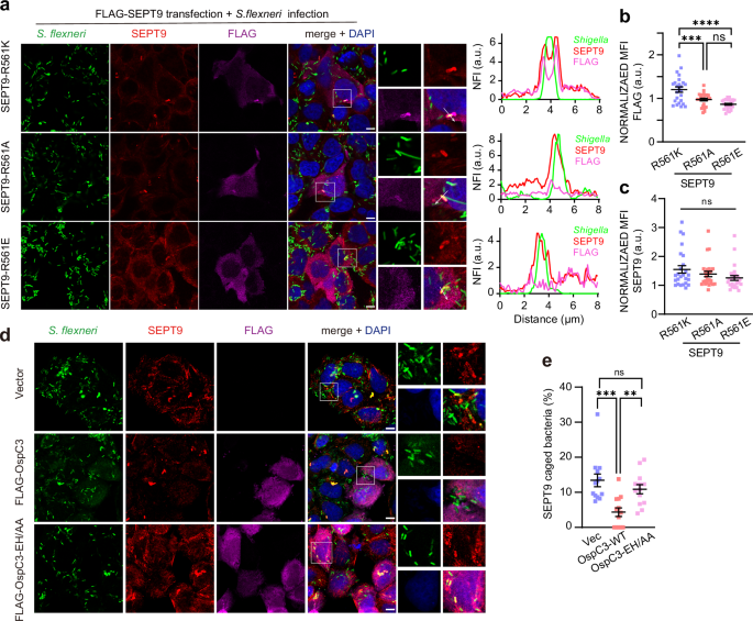 Fig. 5: OspC-mediated ADP-riboxanation obstructs septin cage assembly.