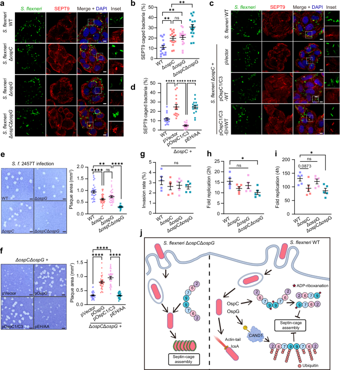 Fig. 6: S. flexneri evades septin cage-based cell-autonomous immunity during infection in an OspC-dependent manner.