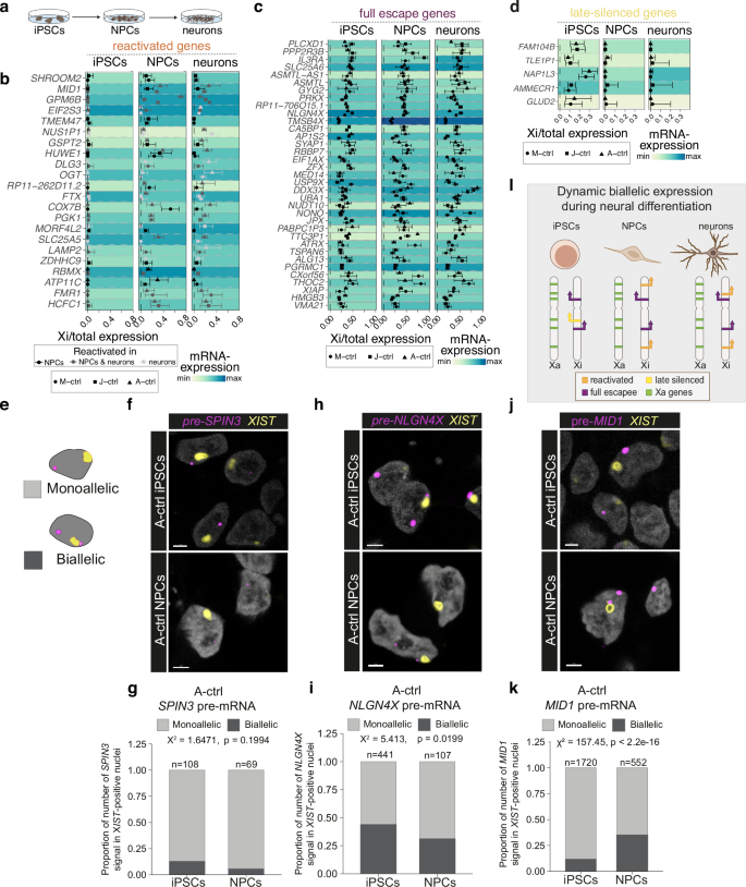 Fig. 1: Reactivation of X-linked genes during neural differentiation.