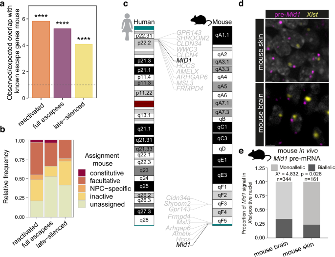 Fig. 3: Dynamic escape is conserved in the mouse.