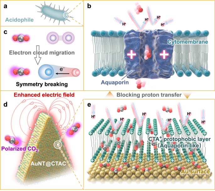 Fig. 1: Bioinspired nanocatalyst design for efficient CO2R in acidic media.