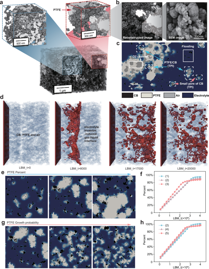 Fig. 4: Three-dimensional reconstruction of catalyst layers revealing gas-liquid transport dynamics and TPI development.