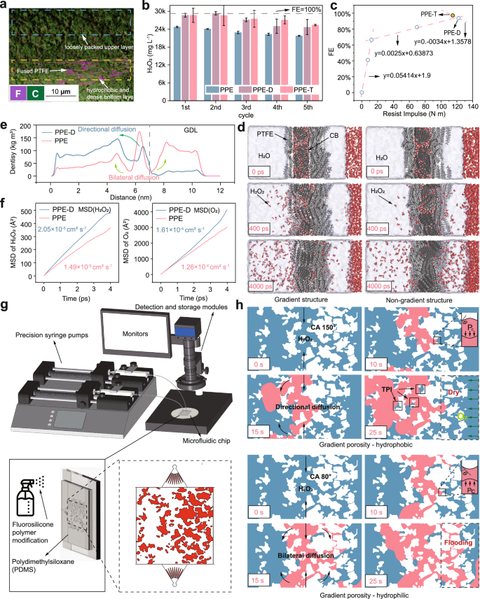 Fig. 5: Gradient wettability and structural hierarchy promote directional transport and enhance electrode performance.