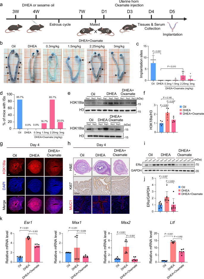 Fig. 5: Kla reduction recovers abnormal uterine receptivity in PCOS mice.