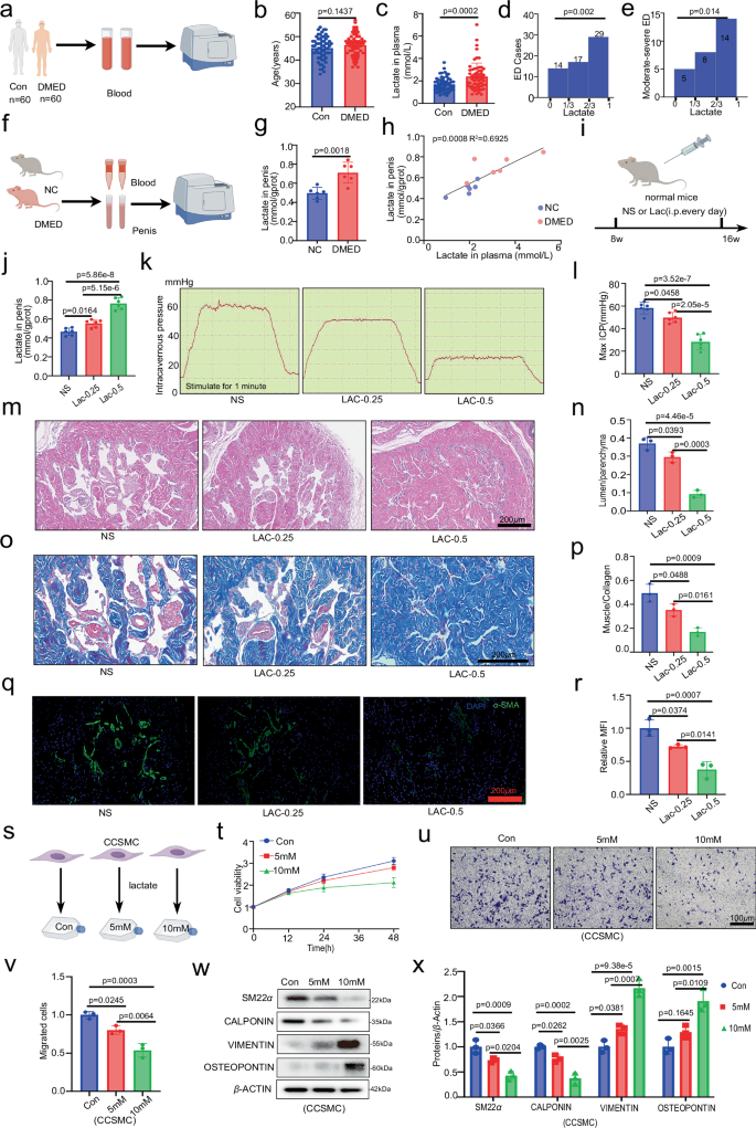 Fig. 1: Supplemental lactate impairs the CCSMC function and leads to DMED.