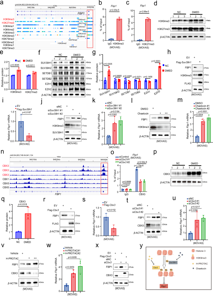 Fig. 3: Aberrant accumulation of H3K9me3 or H3K27me3 in the Fbp1 promoter epigenetically represses its transcription in DMED.