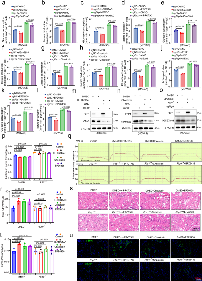 Fig. 4: The effects of H3K9me3- and H3K27me3-related inhibitors on DMED mice.