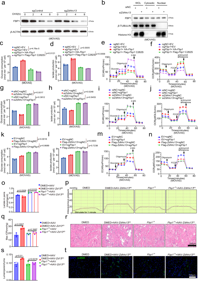 Fig. 6: ZDHHC13-mediated S-palmitoylation of FBP1 impairs its gluconeogenic function.