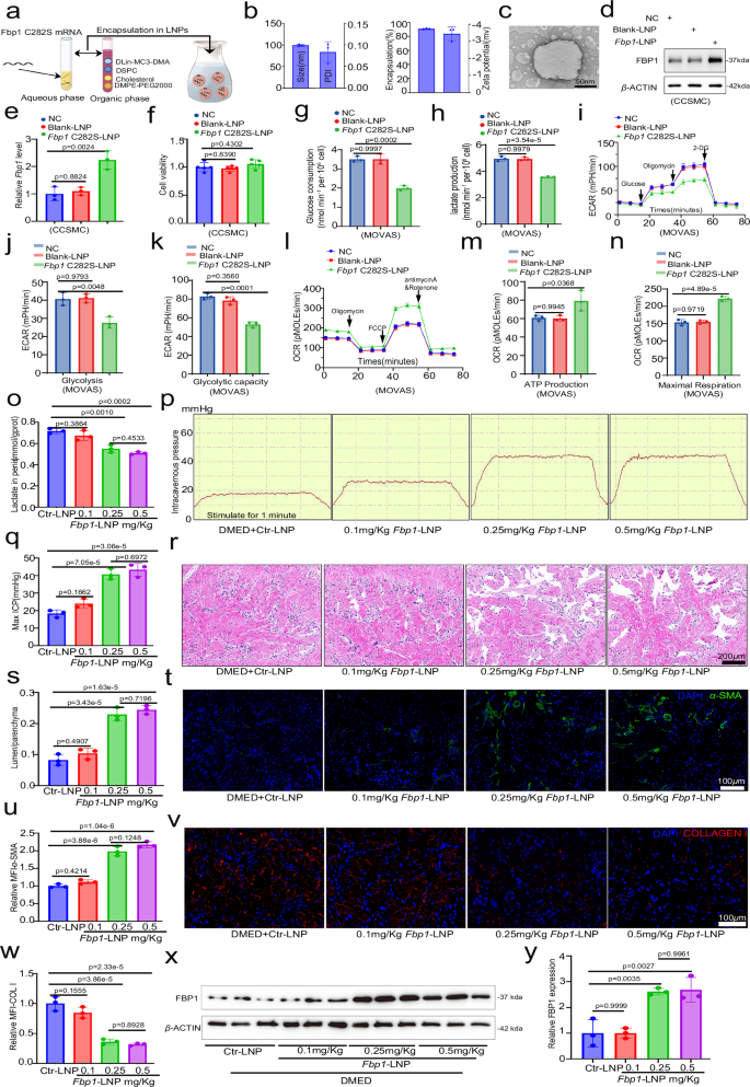 Fig. 7: The effect of lipid nanoparticles loaded with Fbp1-C282S mRNA on DMED mice.