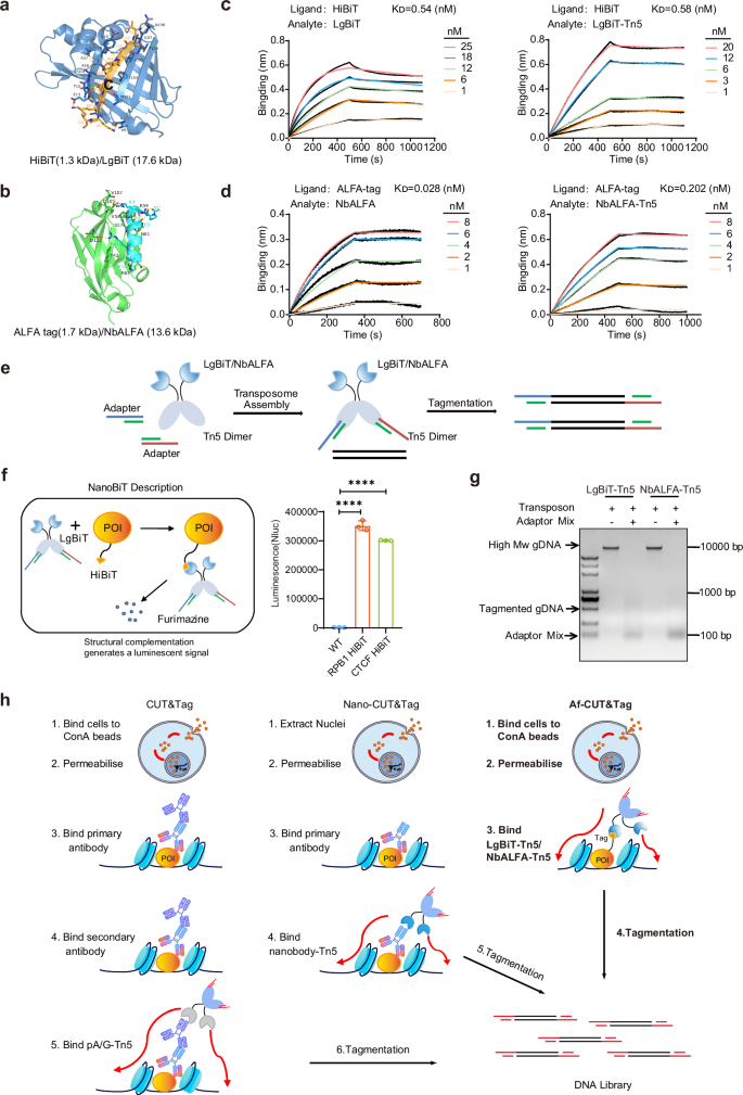 Fig. 1: Overview and validation of Af-CUT&Tag.