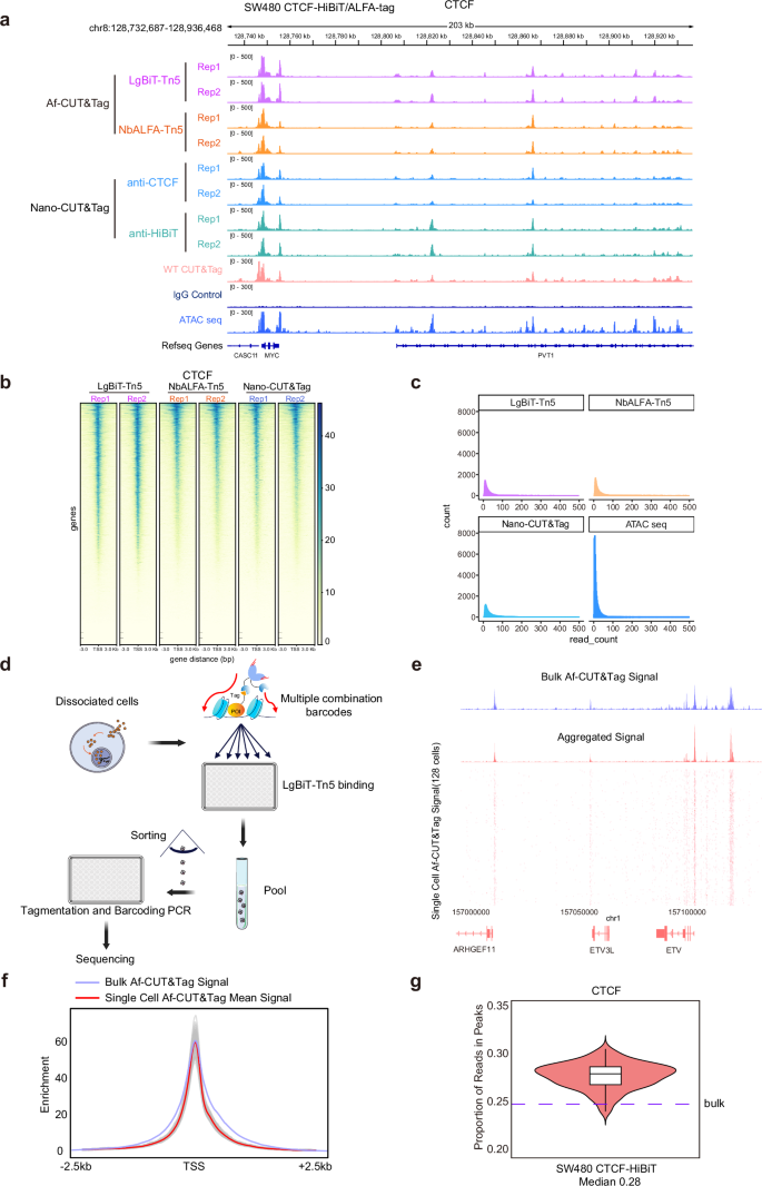 Fig. 3: Af-CUT&Tag enables profiling of CTCF DNA-binding protein and single-cell applications.