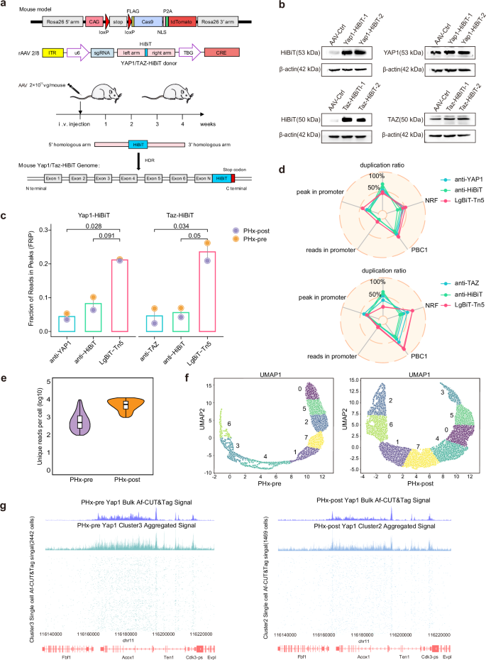 Fig. 4: Application of Af-CUT&Tag in liver partial hepatectomy model.