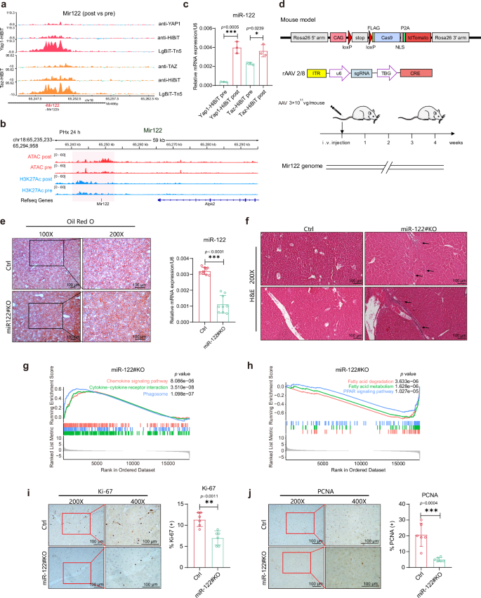 Fig. 6: Af-CUT&Tag identified miR-122 involved in early liver regeneration.