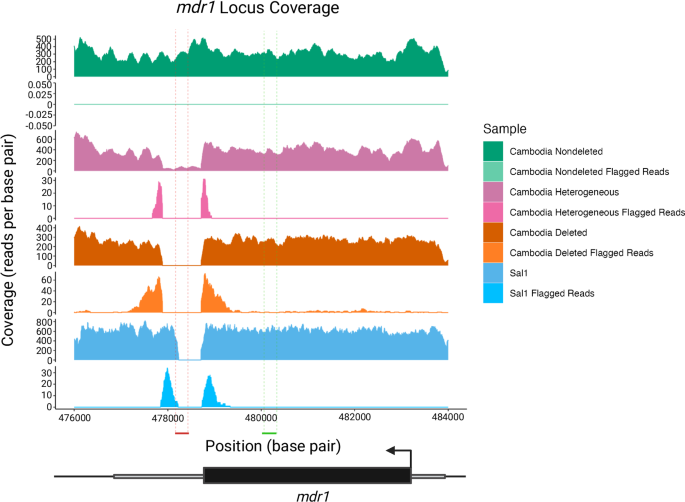 Fig. 1: A common deletion downstream of the mdr1 gene.