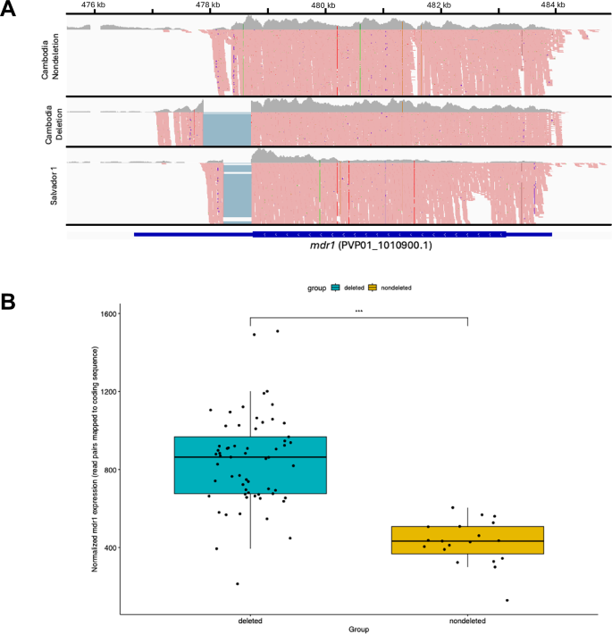 Fig. 2: Effect of the downstream mdr1 deletions on mdr1 mRNA expression.