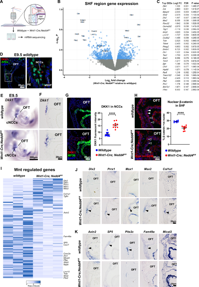 Fig. 4: Laser capture mRNA sequencing reveals disrupted Wnt signalling in Wnt1-Cre; Nedd4fl/fl embryos.