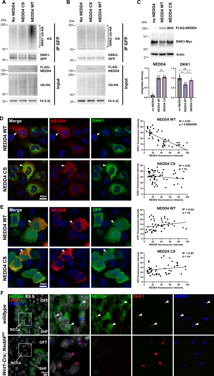Fig. 6: NEDD4 ubiquitinates DKK1 to regulate protein levels.