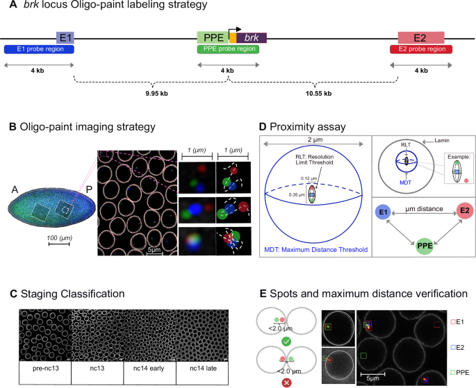 Fig. 1: Oligopaint DNA FISH and superresolution imaging reveal 3D positions of three CRMs within ~25 kb at the brk locus over time in fixed Drosophila embryos.
