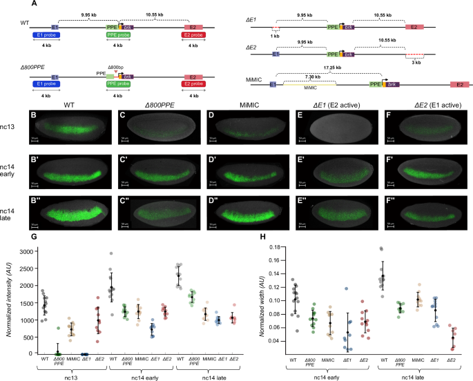 Fig. 2: Deletion and insertion mutants both exhibit a loss of early brk expression as well as a reduction in the broad expression pattern observed at later stages.