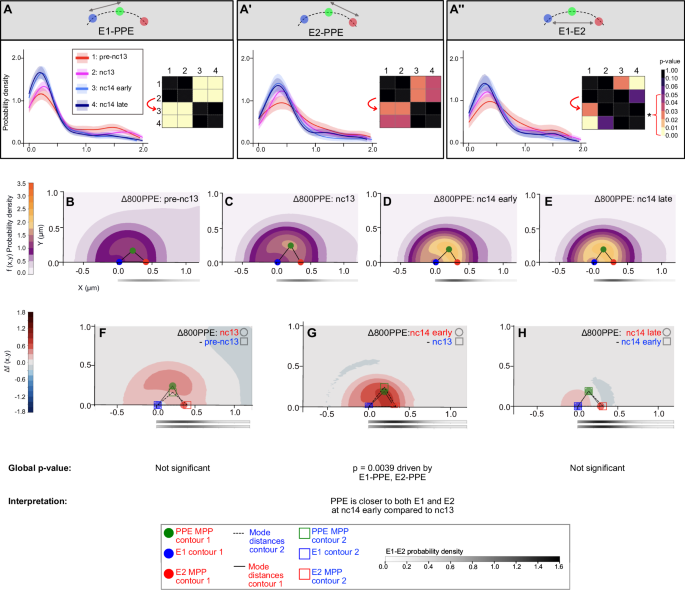 Fig. 4: Joint conditional probability analysis reveals a shift in the timing of conformational changes between enhancers and PPE in the Δ800PPE mutant PPE.