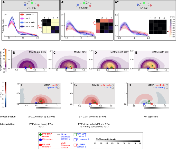 Fig. 5: Joint conditional probability analysis reveals a shift in the timing of major conformational changes in the MiMIC insertion.