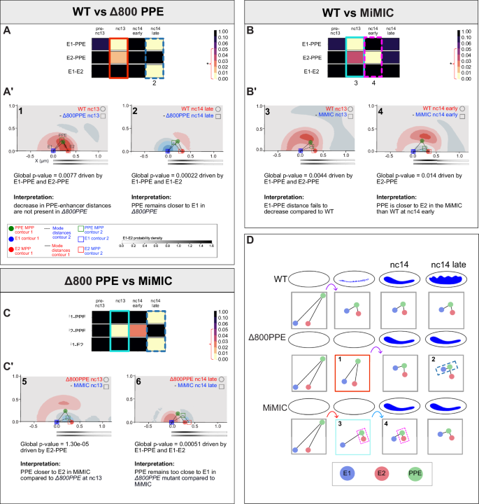 Fig. 6: Joint conditional probability model illustrates mutant differences from WT with preferential proximity of the PPE towards different enhancers.