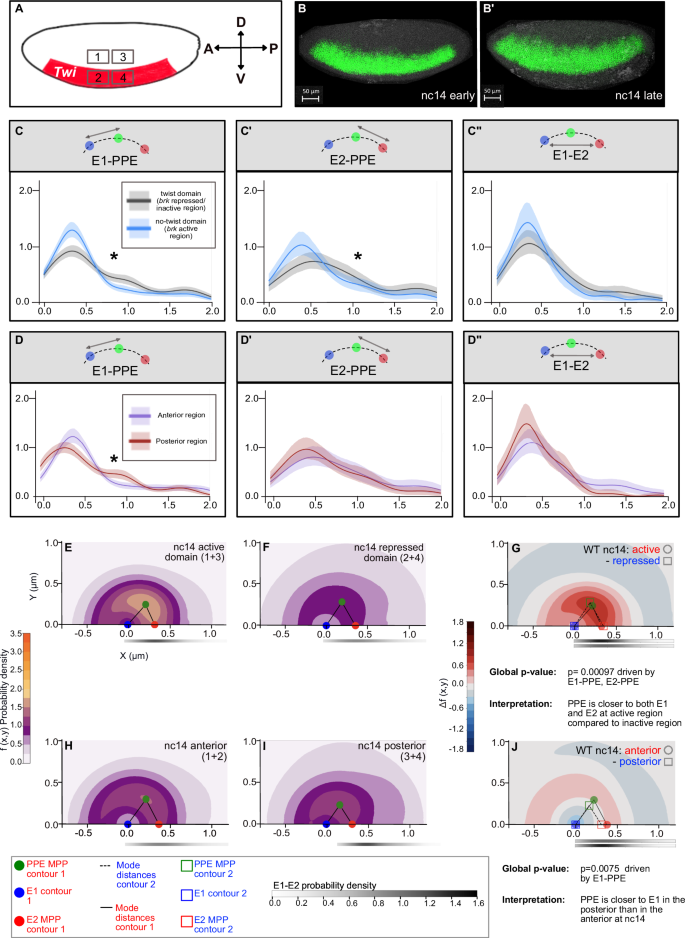 Fig. 7: Pairwise distances between CRMs at nc14 show a difference between dorsal versus ventral and anterior-posterior regions.