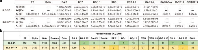 Fig. 1: The binding affinities and inhibition activities of 6L3-3P and 6L3-3P11K peptides to different variants of SARS-CoV-2.