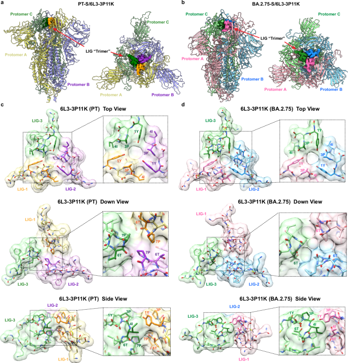 Fig. 2: The overall complex structures of 6L3-3P11K bound to the Prototype and BA.2.75 SARS-CoV-2 spike proteins.