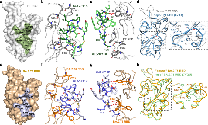 Fig. 3: The detailed interactions between 6L3-3P11K and the major RBDs.