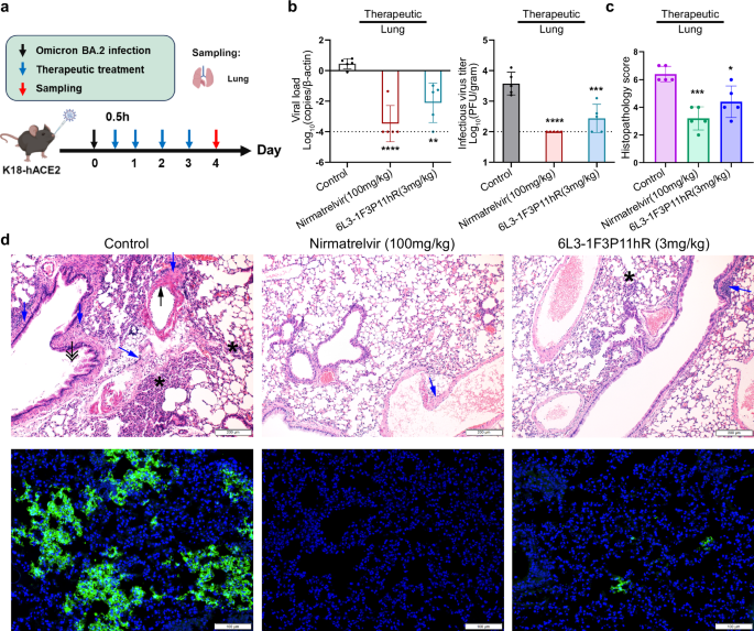 Fig. 5: Therapeutic efficacy of 6L3-1F3P11hR in SARS-CoV-2-infected K18-hACE2 transgenic mice.