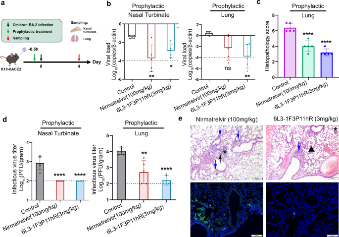 Fig. 6: Prophylactic efficacy of 6L3-1F3P11hR in SARS-CoV-2-infected K18-hACE2 transgenic mice.