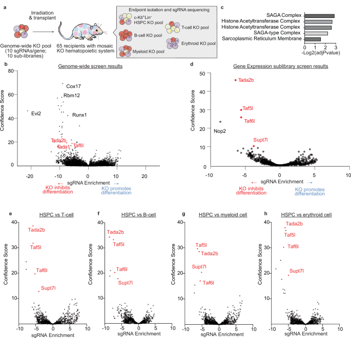Fig. 1: In vivo HSPC CRISPR screen identifies SAGA complex members as putative regulators of hematopoiesis.