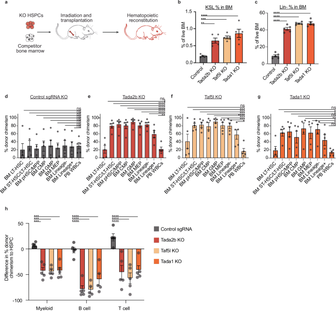 Fig. 2: Loss of SAGA complex members inhibits normal hematopoiesis.