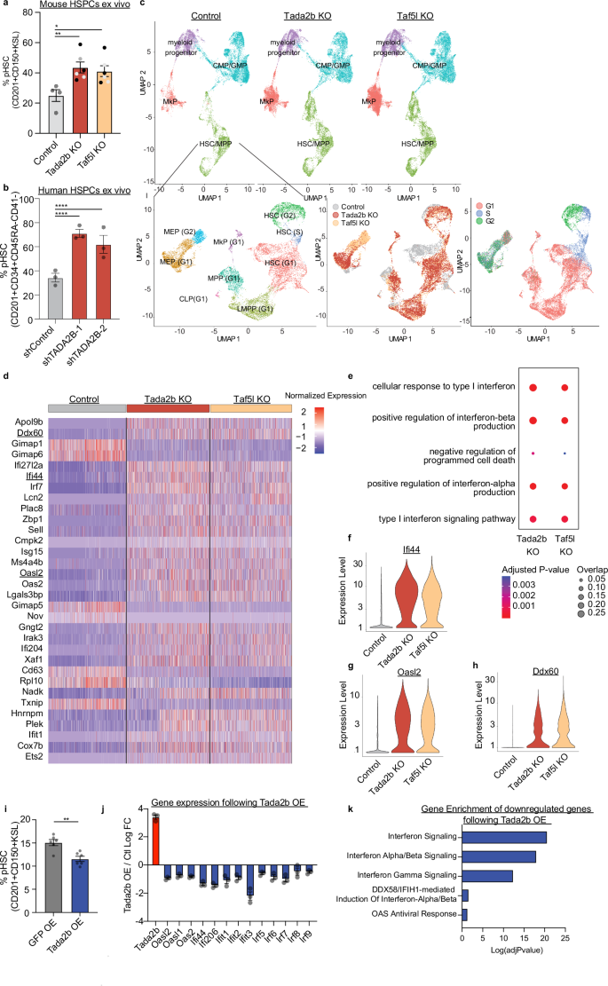 Fig. 3: Tada2b or Taf5l regulate the interferon pathway in HSPCs.