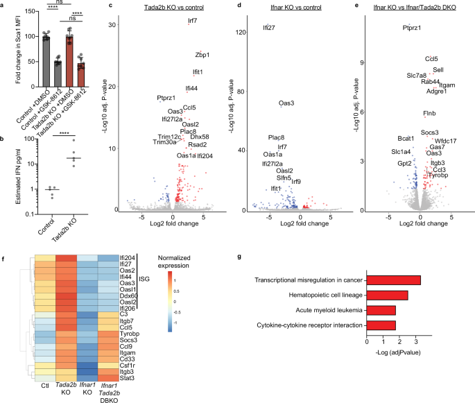 Fig. 4: SAGA complex members have IFN dependent and independent effects on HSPCs.