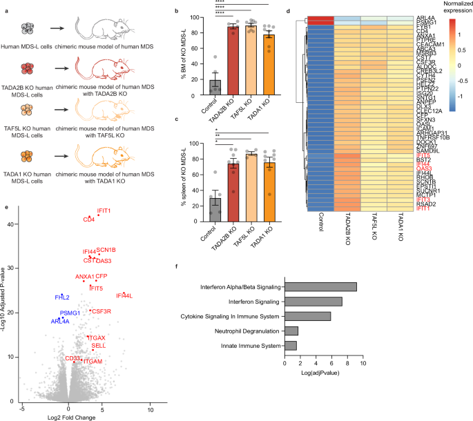 Fig. 6: SAGA complex members regulate cell outgrowth in myelodysplastic syndrome.