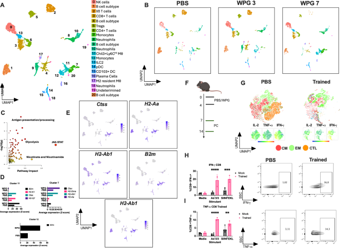 Fig. 1: WPG stimulates the myeloid compartment to enhanced vaccine responses.