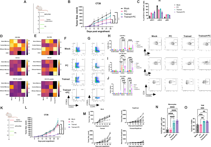 Fig. 2: WPG-induced trained immunity enhances vaccine responses in prophylactic and therapeutic CT26 models.