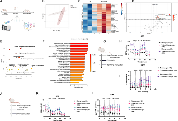 Fig. 3: Metabolomics analysis reveals trained immune cells display Warburg metabolism and high creatine metabolism.