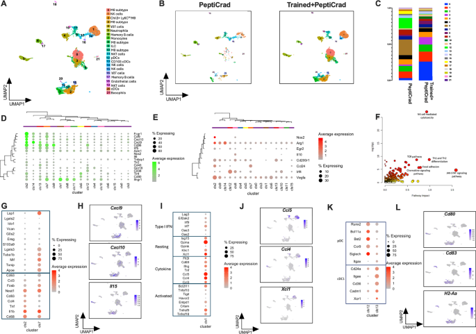 Fig. 4: Single-cell RNA sequencing reveals an activation shift in Chil3+ Ly6CHigh macrophages leading to NK and cDC1 infiltration.