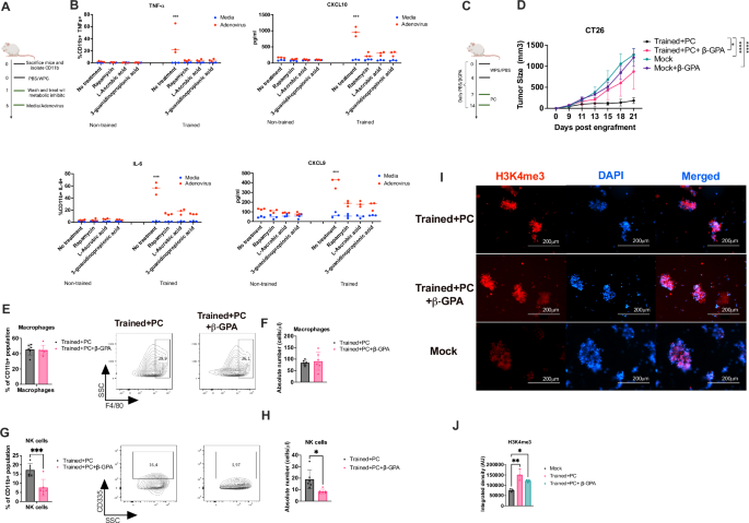 Fig. 5: Creatine aids trained macrophages but meeting high energy requirements for chemokine expression.